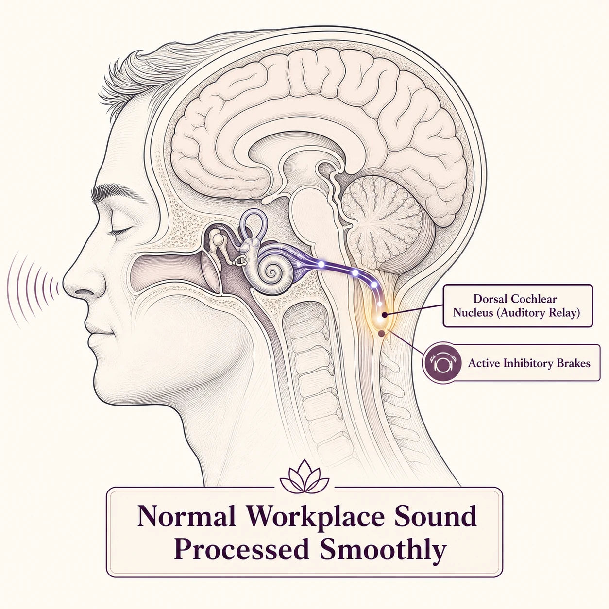Healthy auditory relay processing ordinary workplace sound smoothly