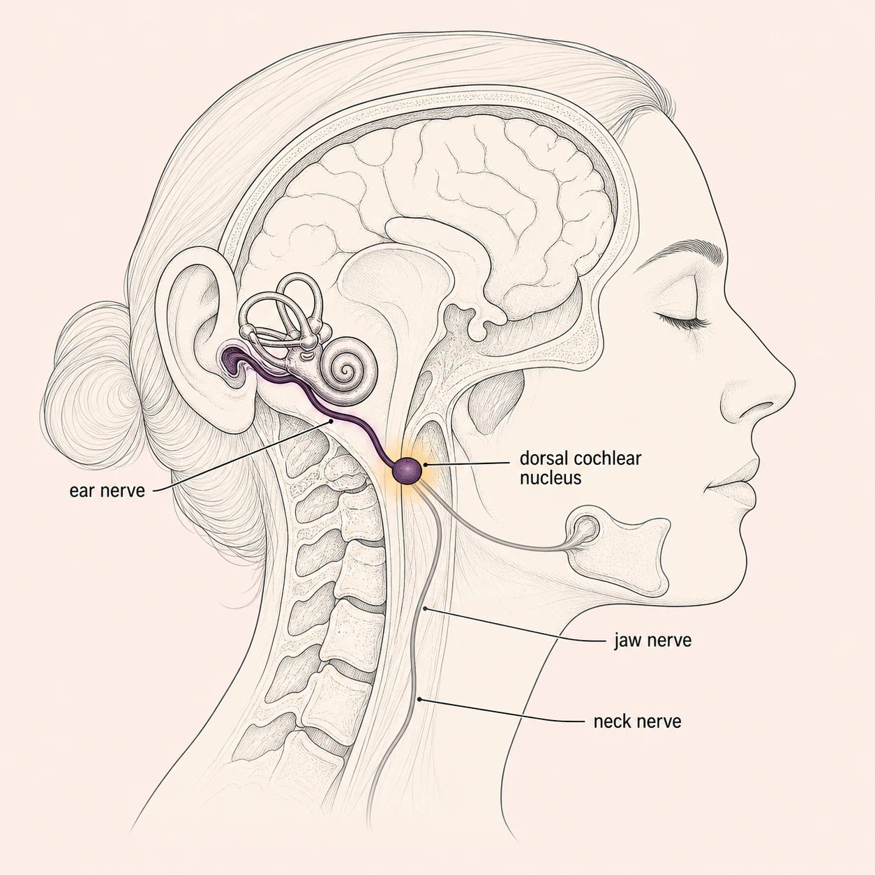 Volume control working at the dorsal cochlear nucleus