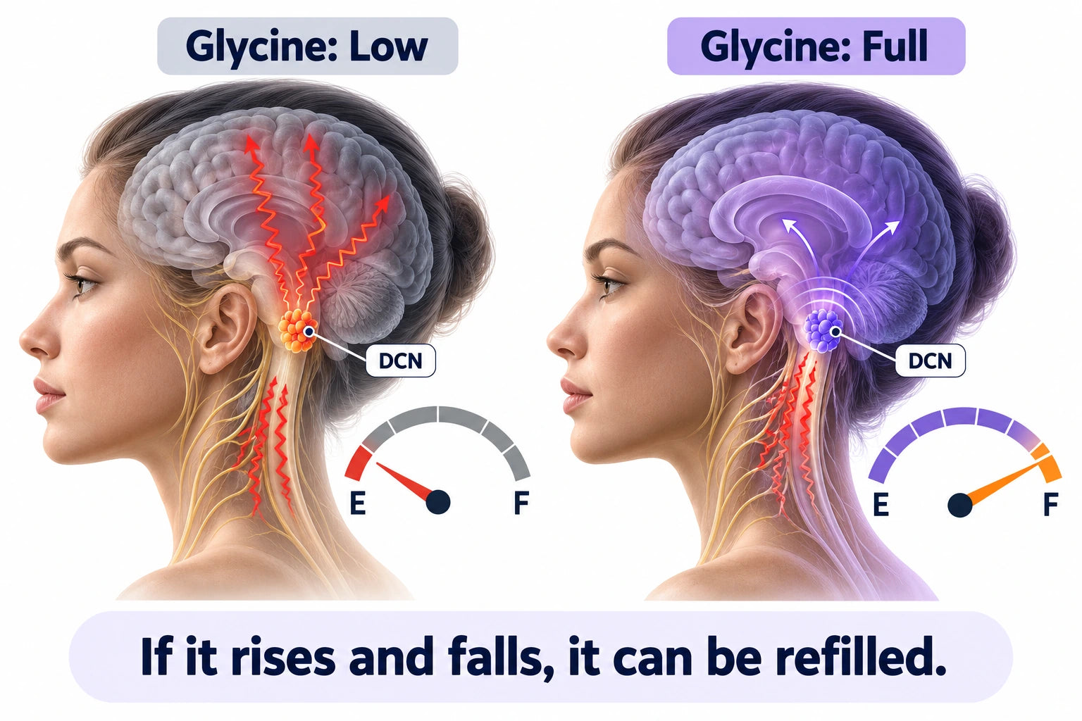 Diagram of the brain's noise filter with low and full glycine gauges
